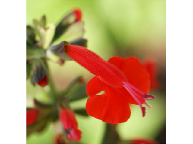 Salvia coccinea (Scarlet sage) #39805