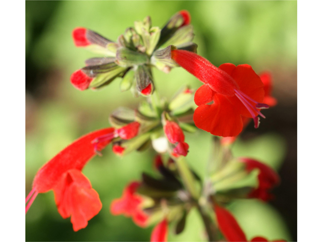 Salvia coccinea (Scarlet sage) #39806