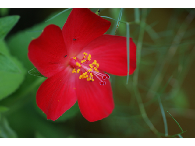Hibiscus martianus (Heartleaf rosemallow) #39817
