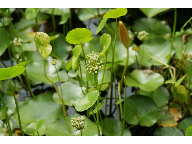 Hydrocotyle umbellata (Manyflower marsh-pennywort) #39854