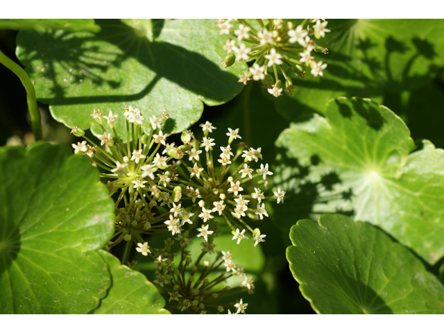 Hydrocotyle umbellata (Manyflower marsh-pennywort) #39855