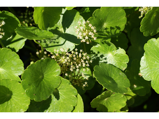 Hydrocotyle umbellata (Manyflower marsh-pennywort) #39856