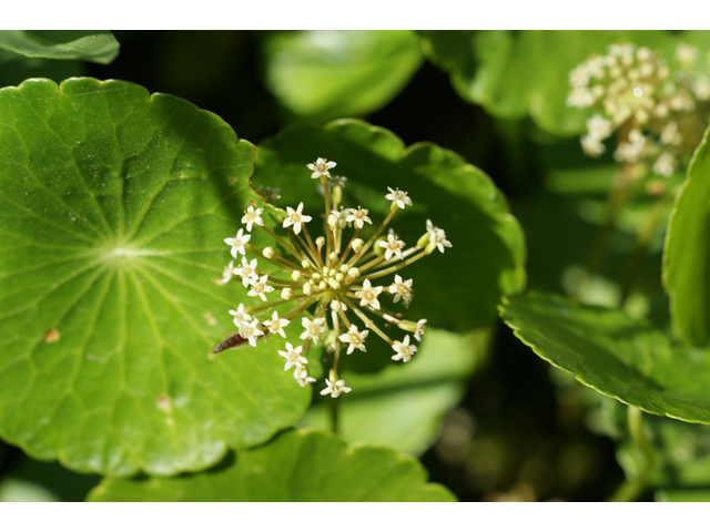 Hydrocotyle umbellata (Manyflower marsh-pennywort) #39857