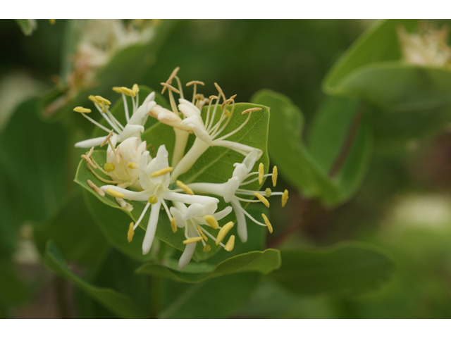 Lonicera albiflora (Western white honeysuckle) #39890