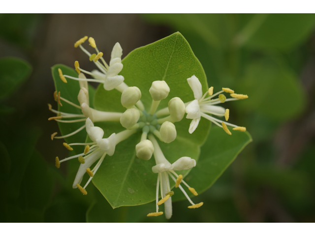 Lonicera albiflora (Western white honeysuckle) #39891