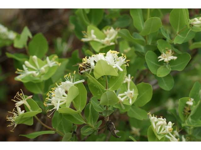 Lonicera albiflora (Western white honeysuckle) #39892