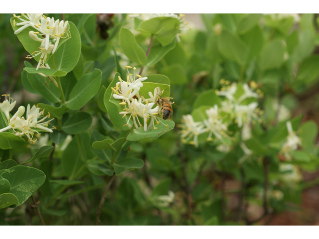 Lonicera albiflora (Western white honeysuckle) #39896