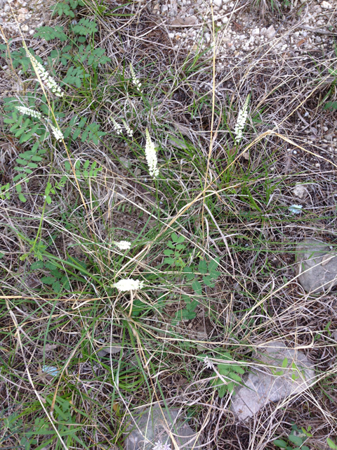 Polygala alba (White milkwort) #39897