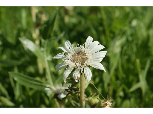 Silphium albiflorum (White rosinweed) #39899
