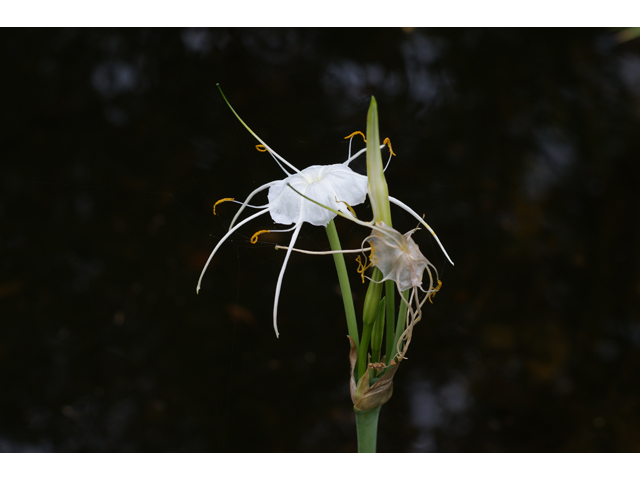 Hymenocallis liriosme (Texas spiderlily) #39901