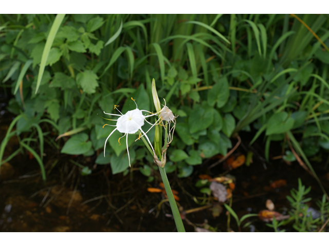 Hymenocallis liriosme (Texas spiderlily) #39902