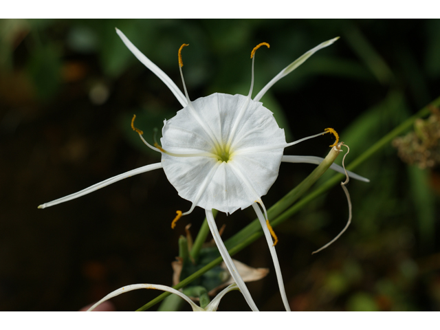 Hymenocallis liriosme (Texas spiderlily) #39903