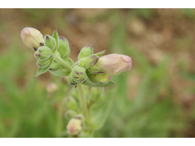 Penstemon cobaea (Prairie penstemon) #39918