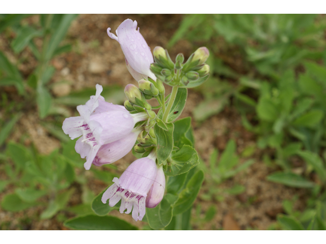 Penstemon cobaea (Prairie penstemon) #39919
