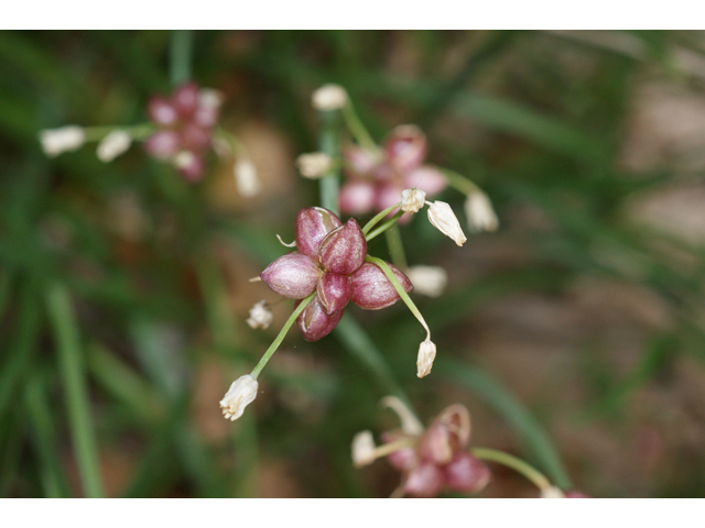 Allium canadense var. canadense (Meadow garlic) #39923