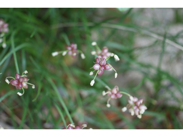 Allium canadense var. canadense (Meadow garlic) #39924