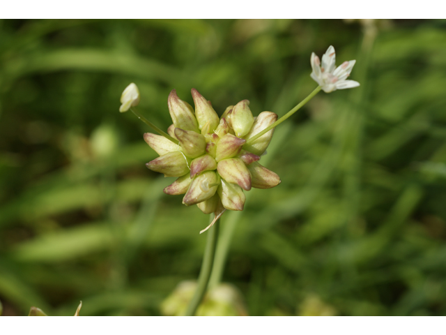 Allium canadense var. canadense (Meadow garlic) #39927