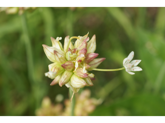 Allium canadense var. canadense (Meadow garlic) #39929