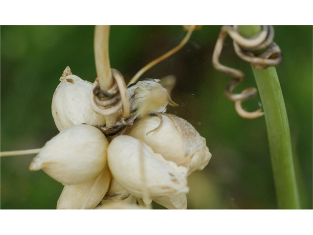Allium canadense var. canadense (Meadow garlic) #39930