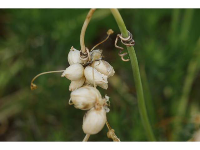 Allium canadense var. canadense (Meadow garlic) #39931