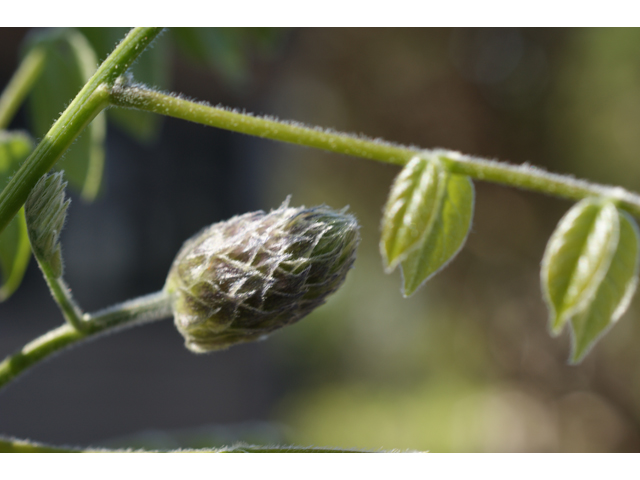 Wisteria frutescens (American wisteria) #39943
