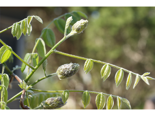 Wisteria frutescens (American wisteria) #39944