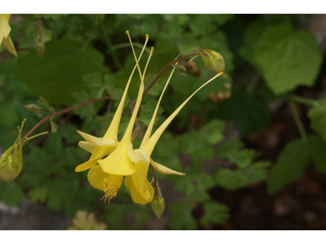 Aquilegia chrysantha var. hinckleyana (Hinckley's golden columbine) #39973