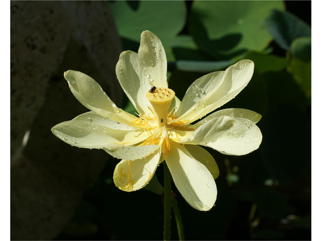 Nelumbo lutea (American lotus) #39978