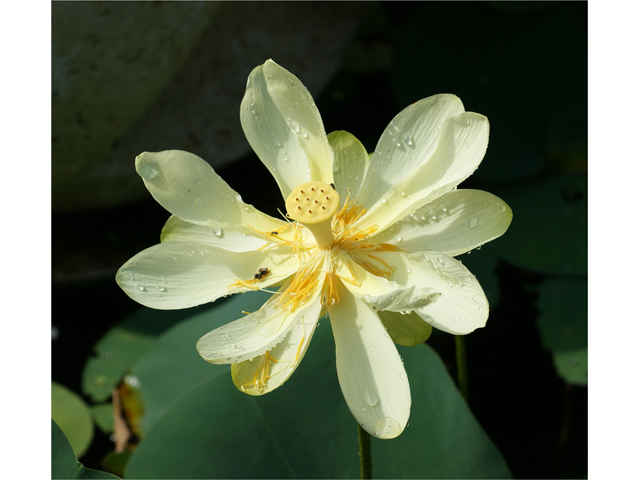 Nelumbo lutea (American lotus) #39979