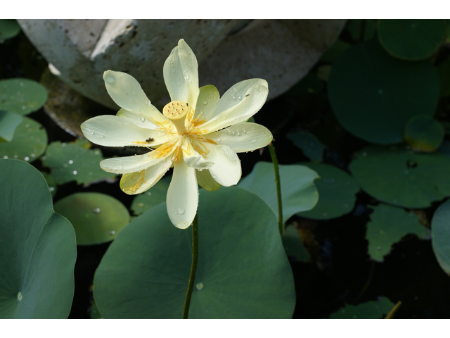 Nelumbo lutea (American lotus) #39980