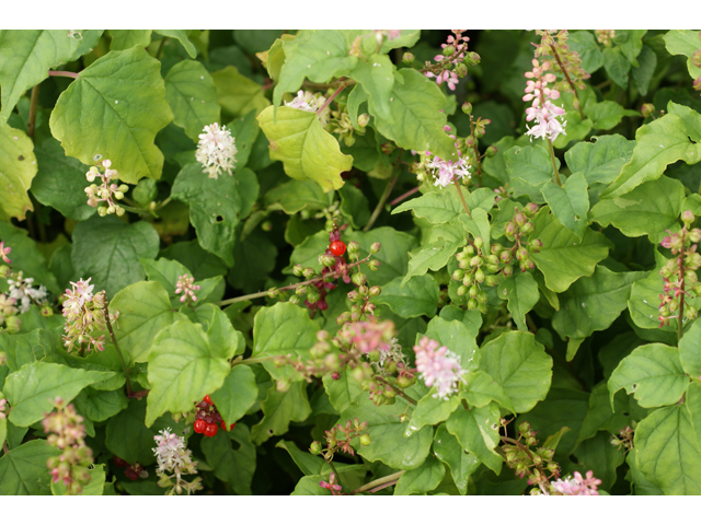 Rivina humilis (Pigeonberry) #39998