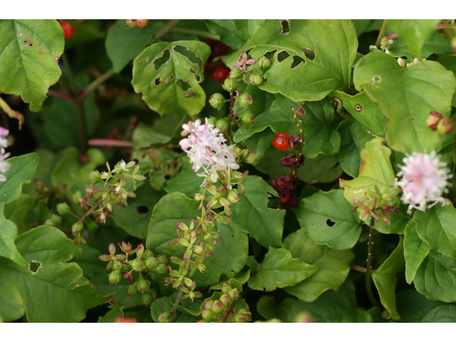 Rivina humilis (Pigeonberry) #39999