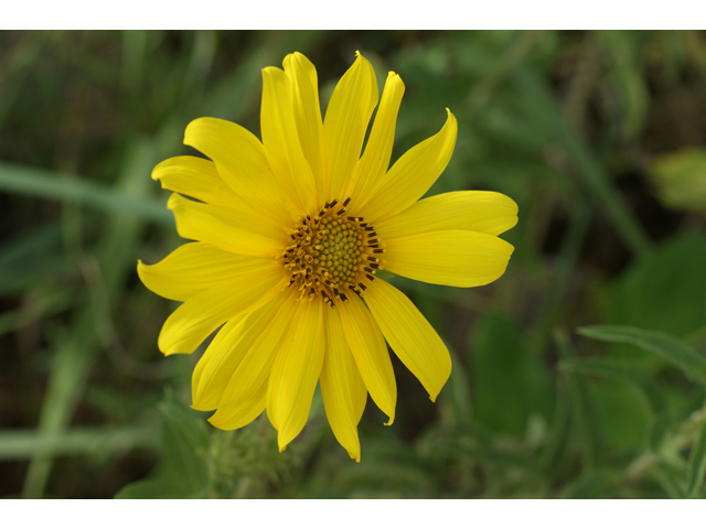 Helianthus maximiliani (Maximilian sunflower) #40001