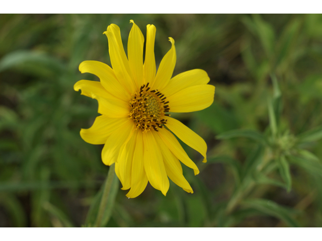 Helianthus maximiliani (Maximilian sunflower) #40003