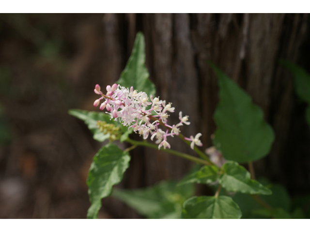 Rivina humilis (Pigeonberry) #40018