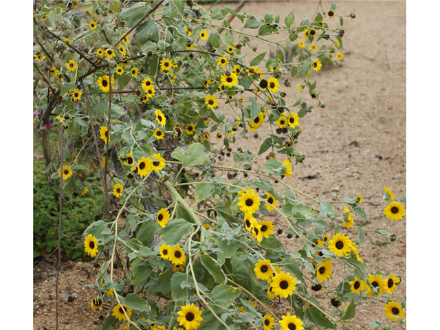 Helianthus annuus (Common sunflower) #40083