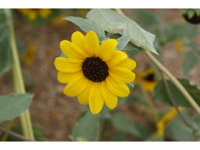Helianthus annuus (Common sunflower) #40084