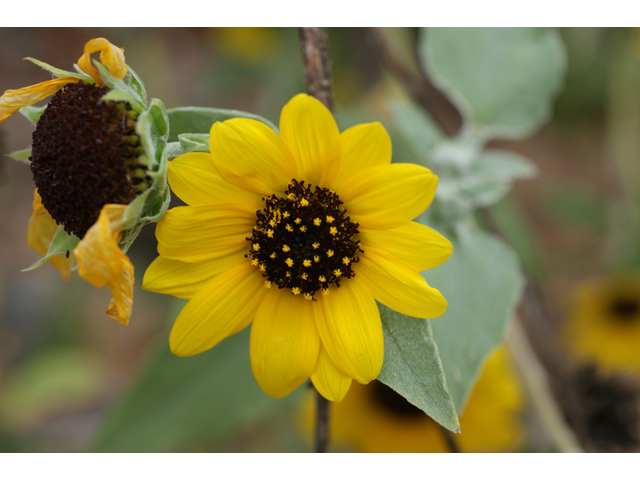 Helianthus annuus (Common sunflower) #40085