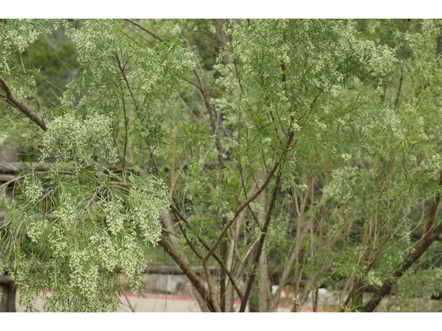 Baccharis neglecta (False willow) #40087