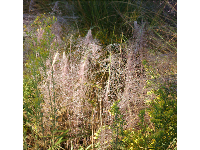 Muhlenbergia capillaris (Gulf muhly) #40100