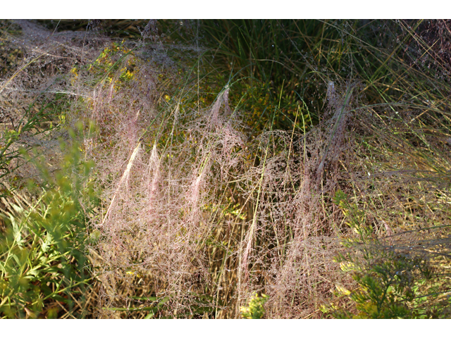 Muhlenbergia capillaris (Gulf muhly) #40101