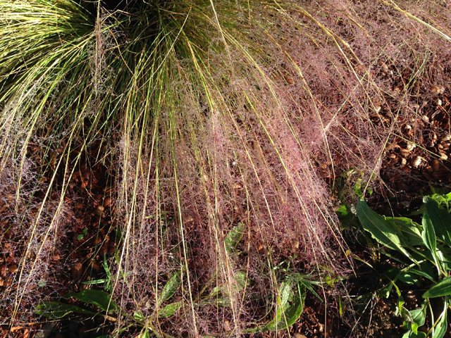 Muhlenbergia capillaris (Gulf muhly) #40103