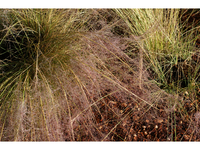 Muhlenbergia capillaris (Gulf muhly) #40119