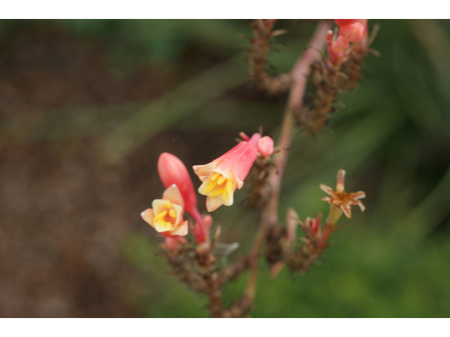 Hesperaloe parviflora (Red yucca) #40401