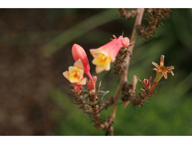 Hesperaloe parviflora (Red yucca) #40402