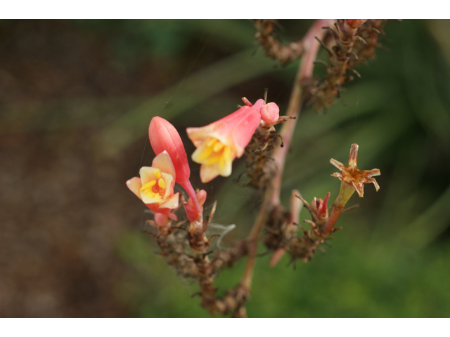 Hesperaloe parviflora (Red yucca) #40403