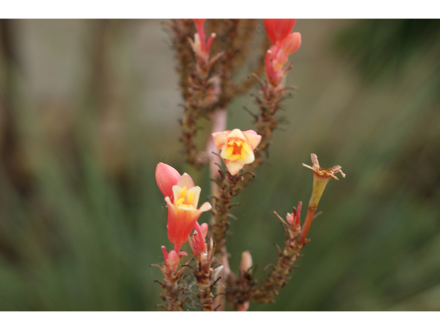 Hesperaloe parviflora (Red yucca) #40404