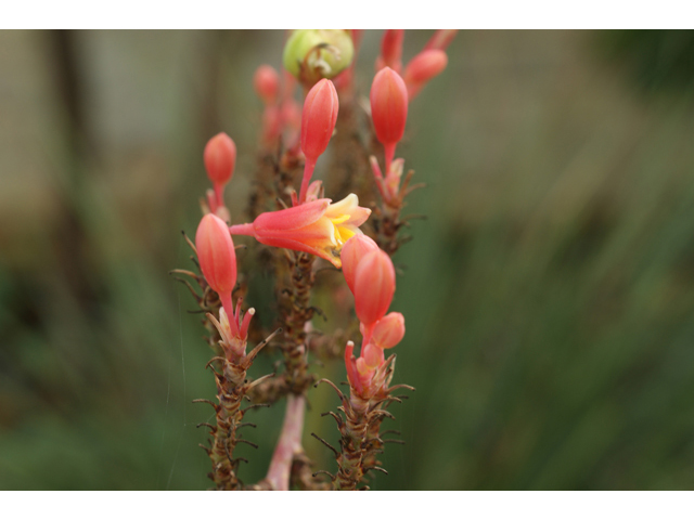 Hesperaloe parviflora (Red yucca) #40405
