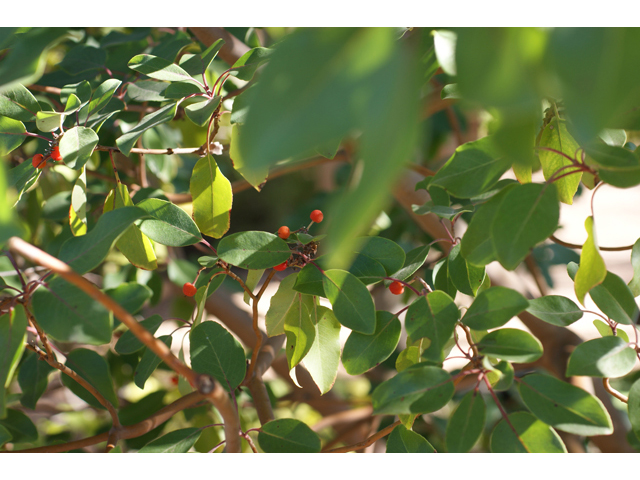 Arbutus xalapensis (Texas madrone) #40454