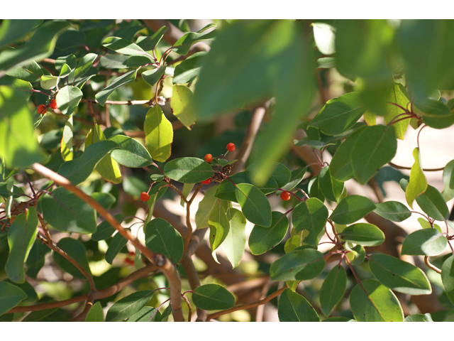 Arbutus xalapensis (Texas madrone) #40455